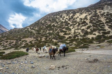 Dağ izi Himalayalar, Nepal-05.04.2018: bir at kervan dağ izi Nepal Himalayalar üzerinde 5 Nisan 2018 üzerinde çeşitli kargo taşıma. 