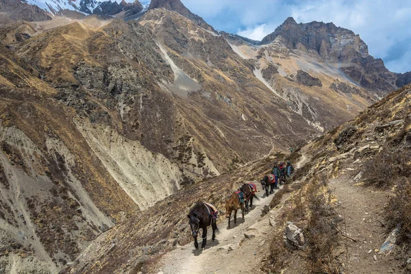 İzlemek Annapurna, Nepal-06.04.2018: dağ izi Annapurna, Nepal pistinde üzerinde 6 Nisan 2018 ata kervanı. 