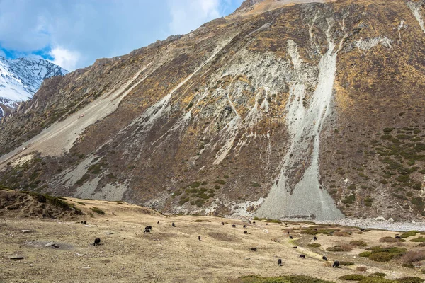 Grandes Yaks Peludos Las Montañas Del Himalaya Día Primavera Nepal — Foto de Stock