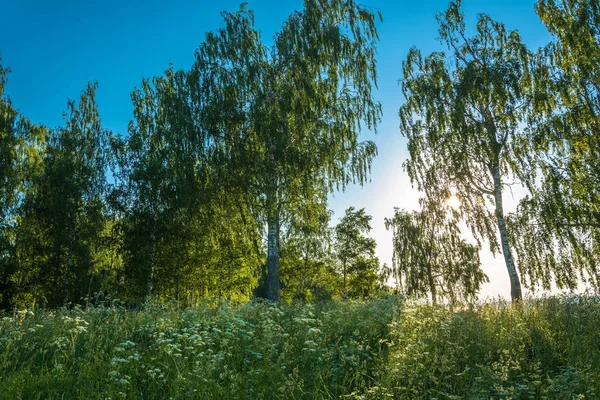 Verzweigte Birken Der Untergehenden Sonne Gegen Den Blauen Himmel Russland — Stockfoto