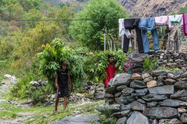 Tatopani, Nepal-09.04.2018: iki genç insan taşımak büyük yeşil dallarda 9 Nisan 2018, Tatopani, Nepal demetleri. 
