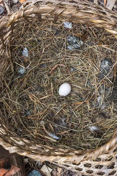 Grande Cesto Vimini Con Uovo Pollo Bianco Sulla Paglia — Foto Stock