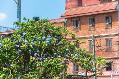 Güvercinler büyük sürüsü dallı yeşil ağaç güneşli bir günde, Nepal.