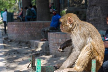 Maymun güneşli bir günde, Nepal karmaşık Pashupatinath Tapınağı. 