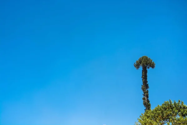 The original tree in the form of arrows on backdrop of pan-blue the sky, Nepal.