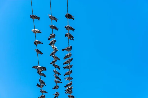 Bando Pombos Sentados Fios Elétricos Contra Céu Azul — Fotografia de Stock