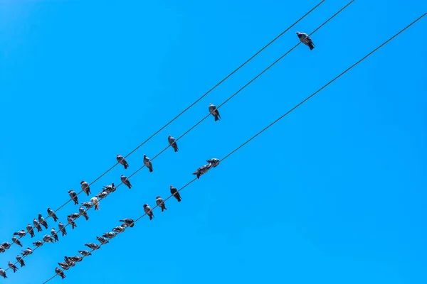 Bando Pombos Sentados Fios Elétricos Contra Céu Azul — Fotografia de Stock