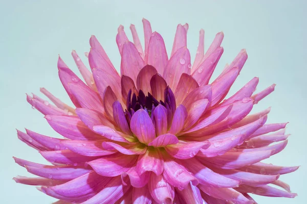 Flor Grande Dalia Rosa Con Gotas Agua Sobre Fondo Claro — Foto de Stock