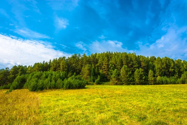 Herbstlandschaft Mit Kiefernwald Und Blauem Bewölkten Himmel Einem Sonnigen Tag — Stockfoto