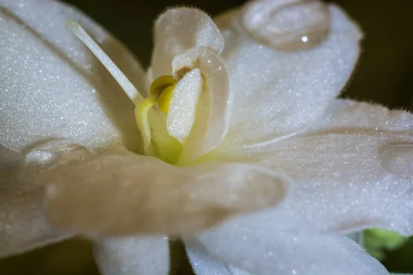 Vit Blomma Med Vattendroppar Närbild Skott — Stockfoto
