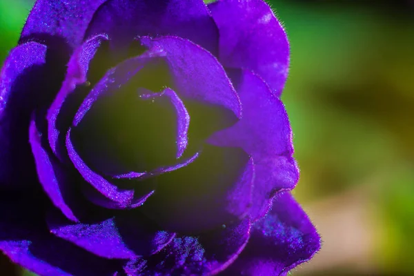 明亮美丽的紫色花瓣特写 — 图库照片