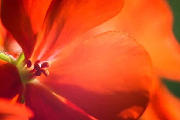 Luminosi Bei Petali Fiori Rossi Primo Piano — Foto Stock