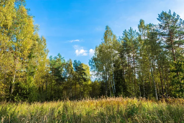 Hohes Gras Waldrand Einem Sonnigen Herbsttag — Stockfoto