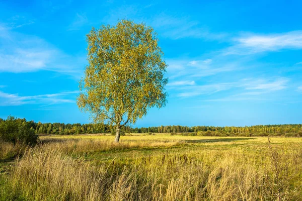 Schöne Landschaft Mit Einer Einsamen Birke Auf Dem Feld Einem — Stockfoto