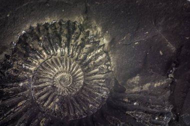 Taş ammonit veya çevredeki Muktinath, Nepal fosilleşmiş kabuk ile Shalagram dikti. 