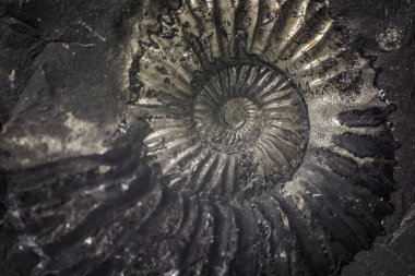 Taş ammonit veya çevredeki Muktinath, Nepal fosilleşmiş kabuk ile Shalagram dikti. 