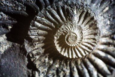 Taş ammonit veya çevredeki Muktinath, Nepal fosilleşmiş kabuk ile Shalagram dikti. 