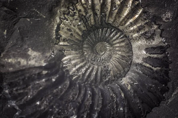 Kámen Ammonite Nebo Shalagram Šila Zkamenělé Shell Okolí Muktinath Nepál — Stock fotografie