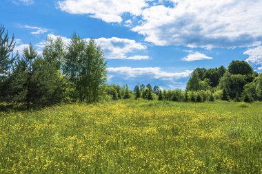 Küçük bir glade sarı çiçekli bir yaz güneşli günde, Rusya Federasyonu.