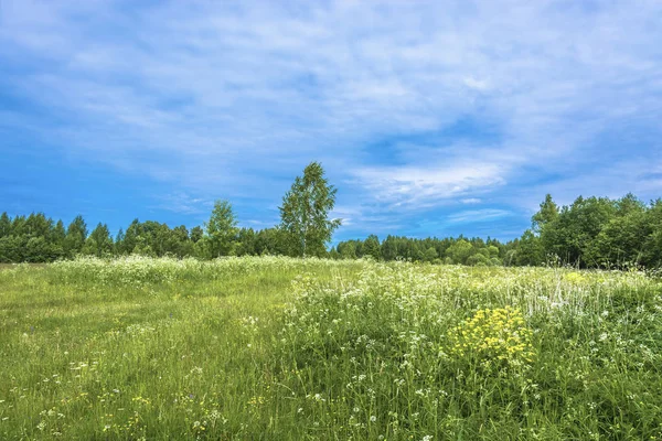 Küçük bir glade beyaz çiçeklerle yaz güneşli bir gün, Rusya Federasyonu.