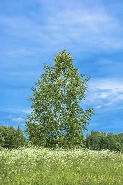 Young Branched Birch White Flowers Blue Sky Summer Sunny Day — Stock Photo, Image