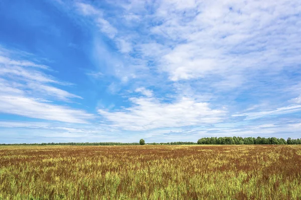 Large Field Red Flowers Summer Sunny Day Beautiful Cloudy Sky — Stock Photo, Image