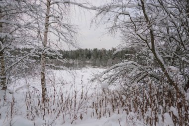 Trees covered with white snow on a cold cloudy winter day.