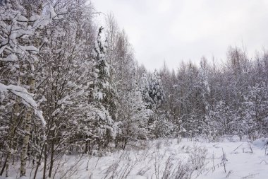Trees covered with white snow on a cold cloudy winter day.