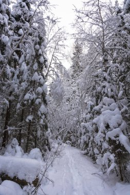 Trees covered with white snow on a cold cloudy winter day.