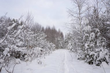 Trees covered with white snow on a cold cloudy winter day.
