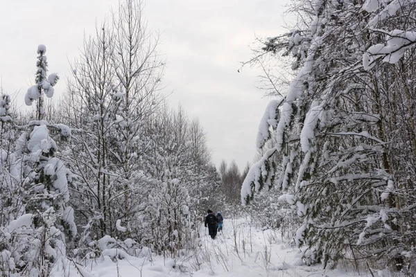Небольшая Группа Туристов Проходит Через Заснеженный Лес Холодный Зимний Облачный — стоковое фото