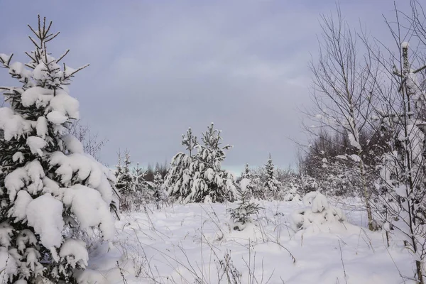 Vackra Vinterlandskap Med Snötäckta Träd Frostig December Dag Med Molnig — Stockfoto