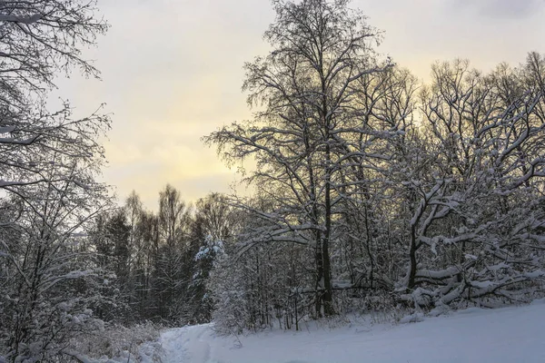 Прекрасный Зимний Пейзаж Заснеженными Деревьями Морозный Декабрьский День Облачным Небом — стоковое фото