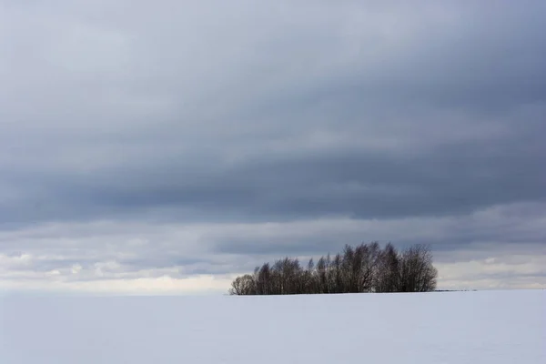 Um pequeno grupo de árvores escuras em um campo de inverno aberto . — Fotografia de Stock