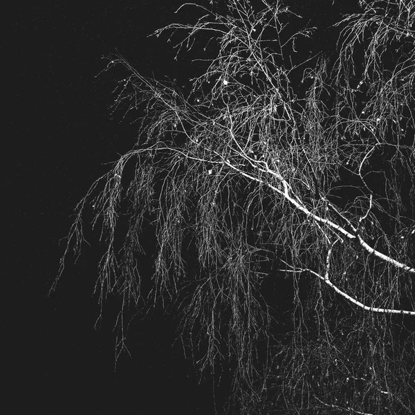 Grandes branches de bouleau blanc sans feuilles sur un fond sombre . — Photo