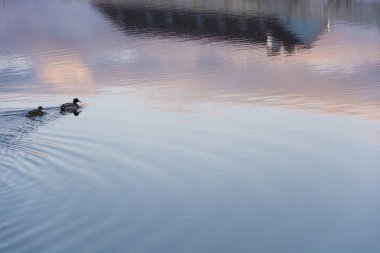 Mavi-pembe ayna pürüzsüz yüzeyinde iki yüzme ördekler