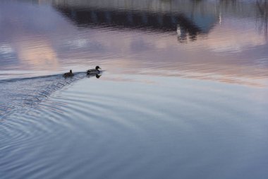 Mavi-pembe ayna pürüzsüz yüzeyinde iki yüzme ördekler