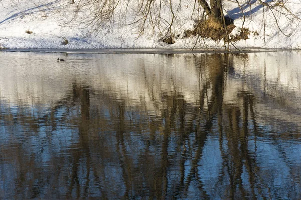 Belo reflexo de árvores no espelho de um rio com um fl — Fotografia de Stock