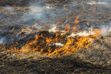 Geçen yıl kuru çimenler ve taze yeşil filizler yandı.. 
