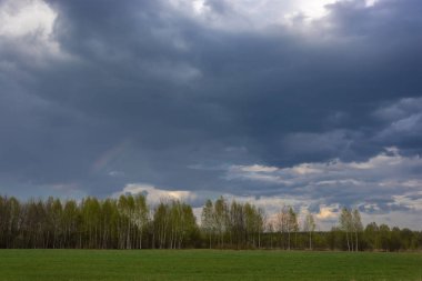 Huş ağacı ormanı üzerinde karanlık bir gökyüzüne karşı küçük bir gökkuşağı.