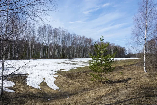 Um pequeno campo agrícola com restos de neve e pinho verde . — Fotografia de Stock