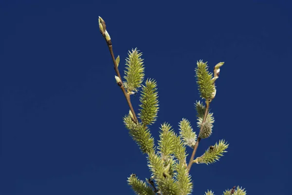 En kvist med gröna knoppar med en myra och buggar mot en mörkblå — Stockfoto