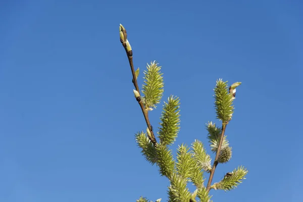 Гілочка з зеленими бруньками з мурахою і жуками на тлі блакитного неба . — стокове фото