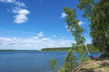 Bir yaz üzerinde eğik bir huş ağacı ile Uvod nehrinin dik kıyısında