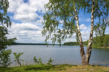 Üzerinde Uvod Nehri kıyısında bir çift gövde ile büyük huş ağacı