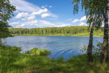 Ön planda küçük bir nehir ve huş bataklık sahil. 