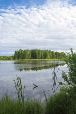 Bir yaz gününde büyümüş bataklık kıyıile küçük bir göl. 