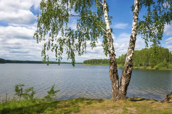 Große Birke mit einem doppelten Stamm am Ufer des Flusses uvod auf — Stockfoto
