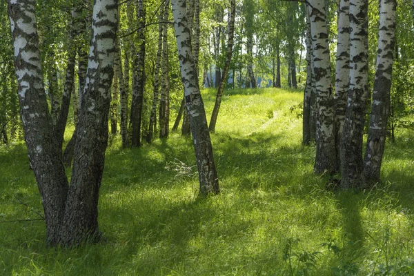 Gegenlicht in einem Birkenhain an einem Sommertag. — Stockfoto