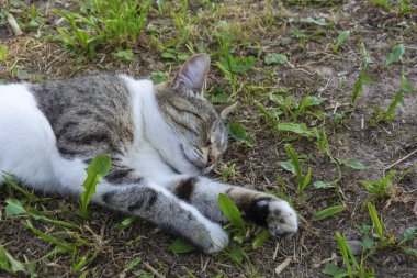 Yeşil yaprakları ile yerde yatan güzel uyuyan kedi. 
